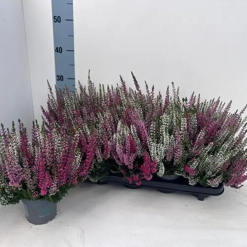 Calluna BL mix Trio Ameties T10,5 H022