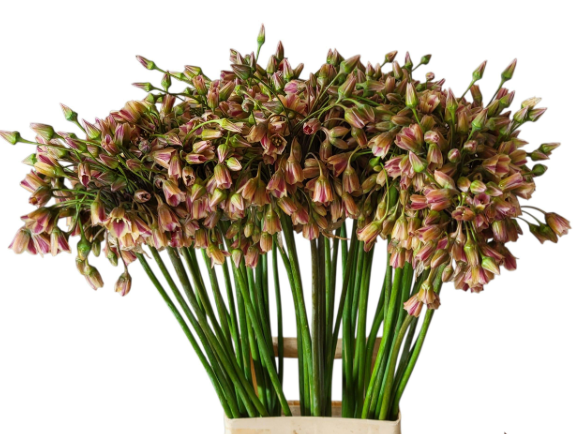 Allium lila/rosa Glocken am stiel 90cm
