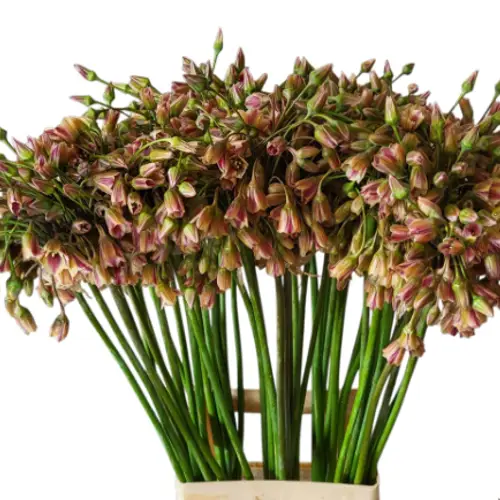 Allium lila/rosa Glocken am stiel 90cm