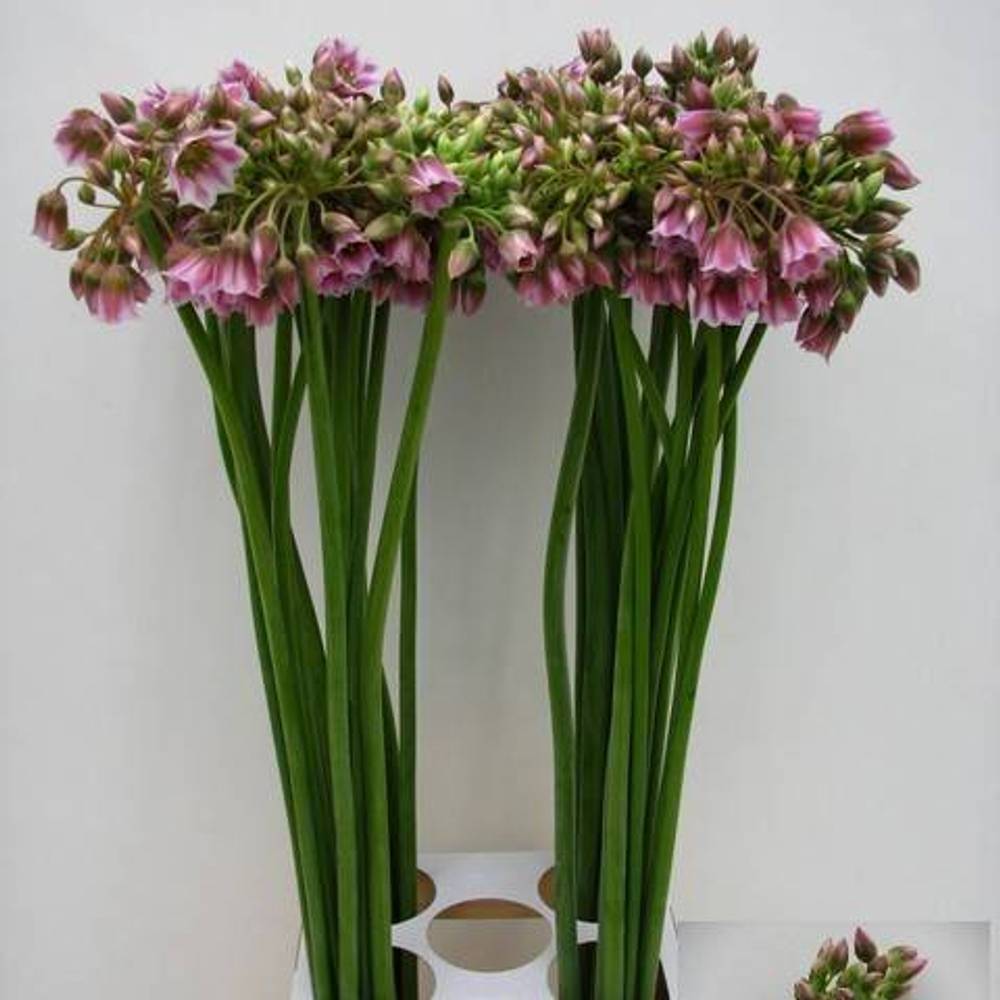 Allium lila/rosa Glocken am stiel 90cm
