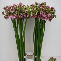 Allium lila/rosa Glocken am stiel 90cm