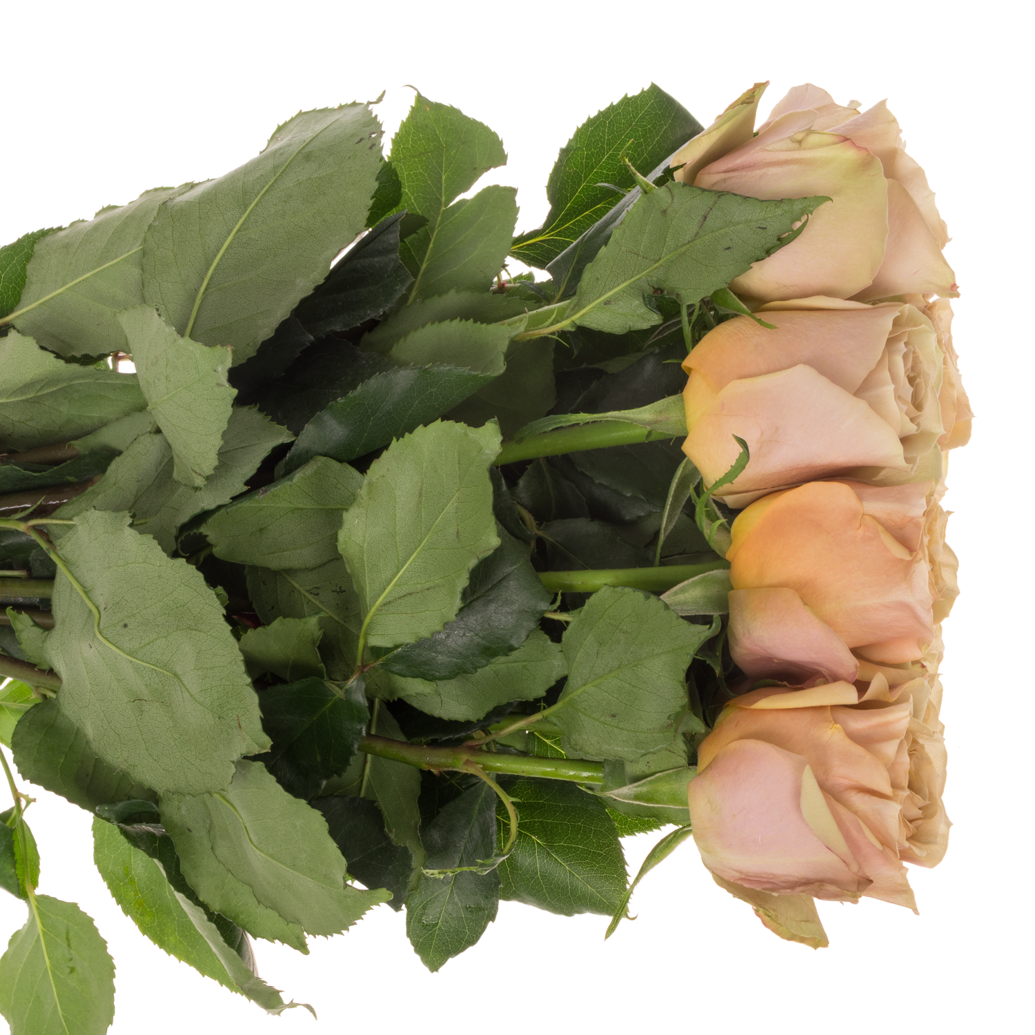 Rose senf Golden Mustard 50cm