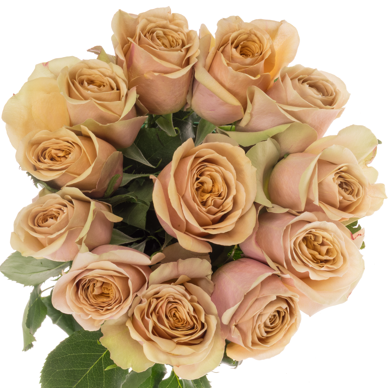 Rose senf Golden Mustard 50cm