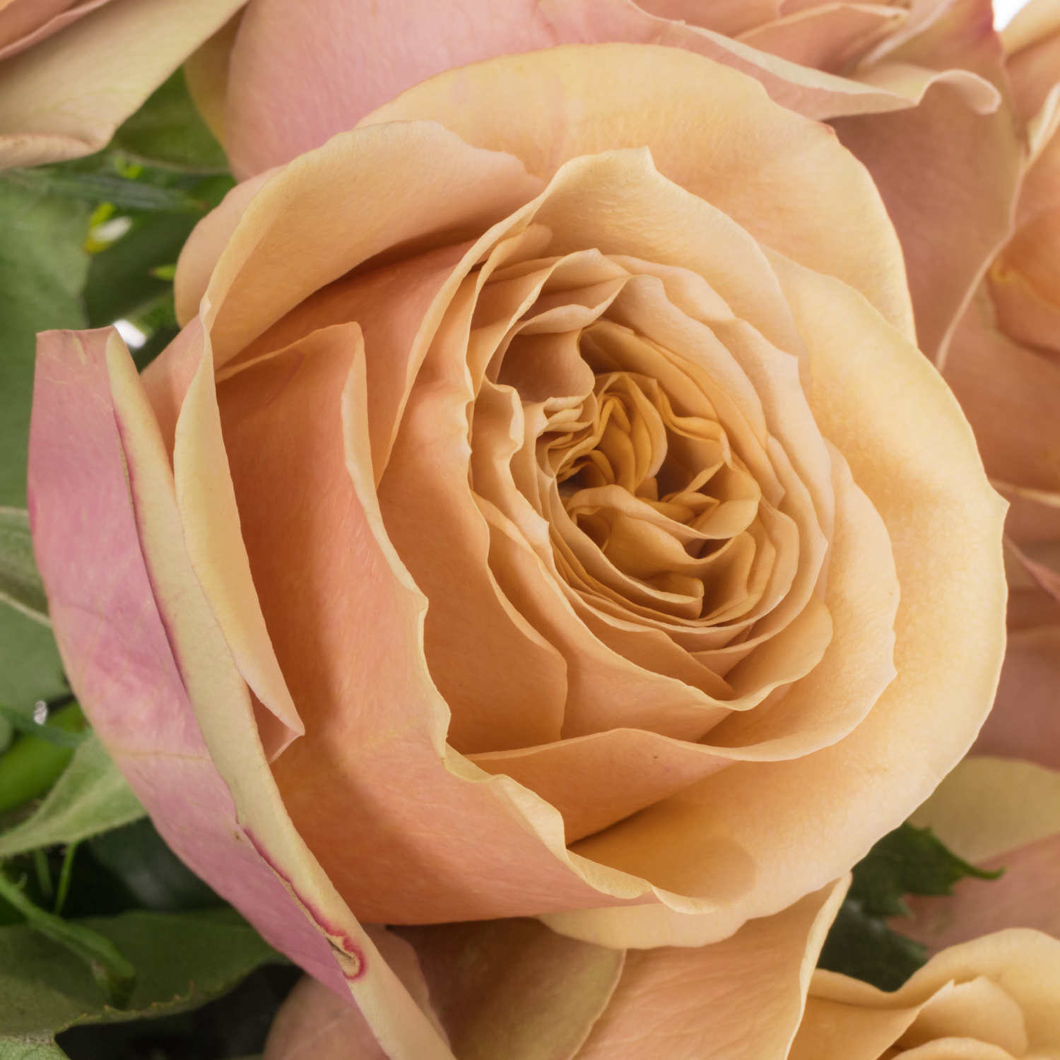 Rose senf Golden Mustard 50cm