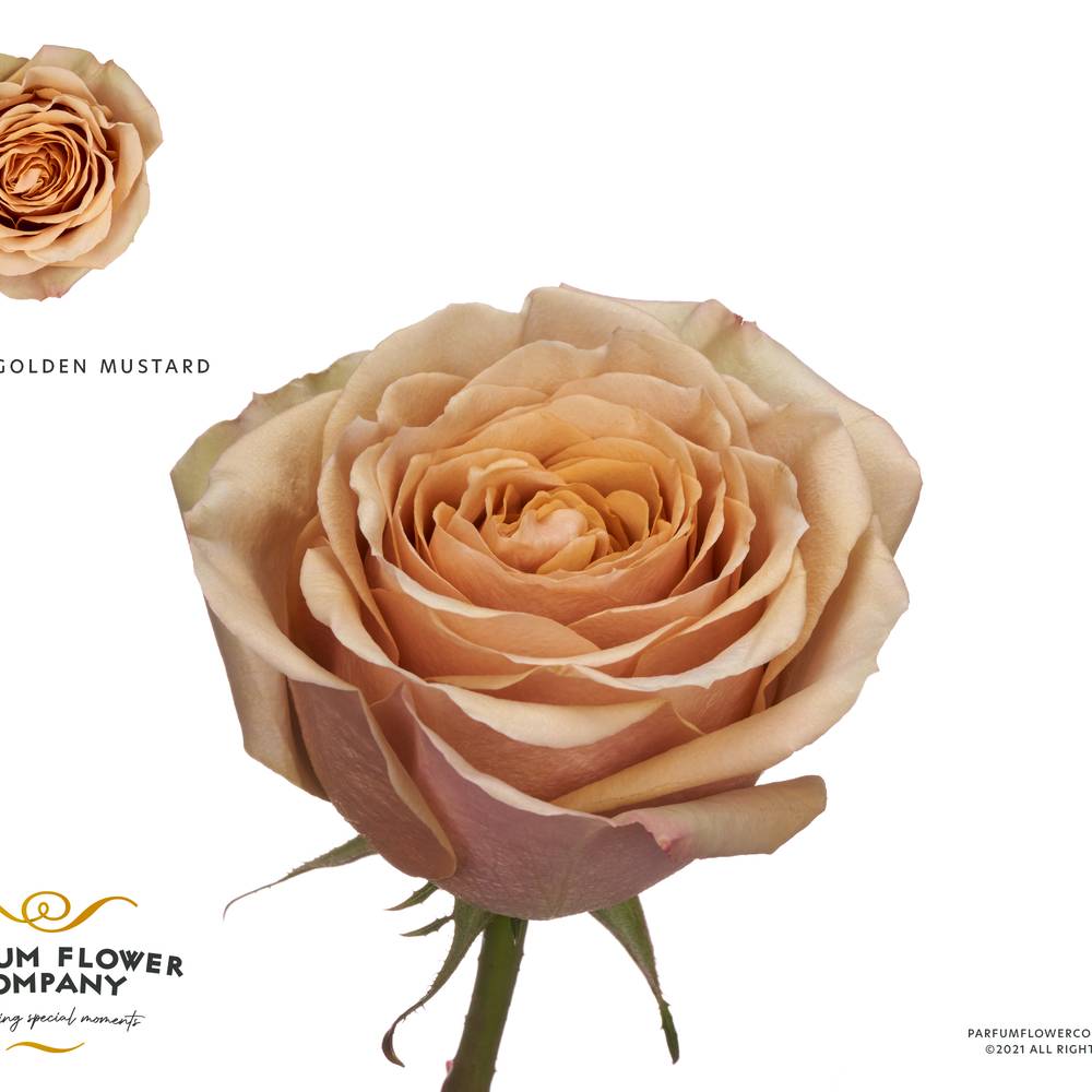 Rose senf Golden Mustard 50cm