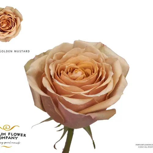 Rose senf Golden Mustard 50cm