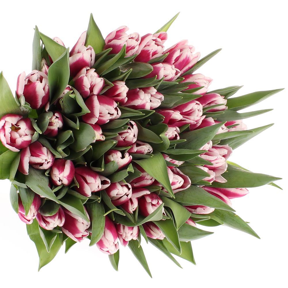 Tulpe lila/weiss Picardy 28 Gramm
