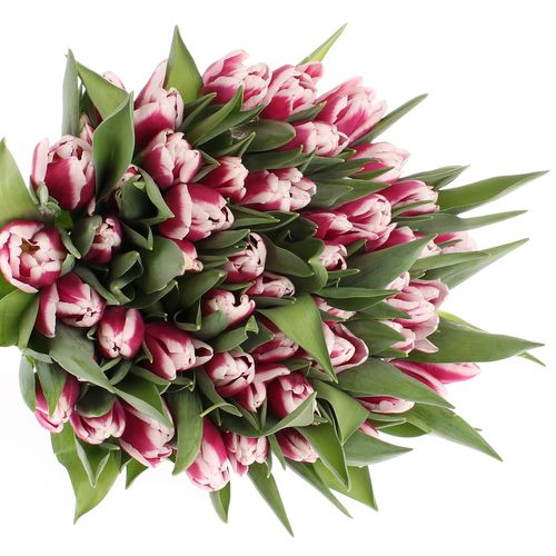 Tulpe lila/weiss Picardy 28 Gramm