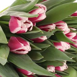 Tulpe lila/weiss Picardy 28 Gramm