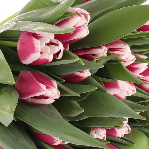 Tulpe lila/weiss Picardy 28 Gramm