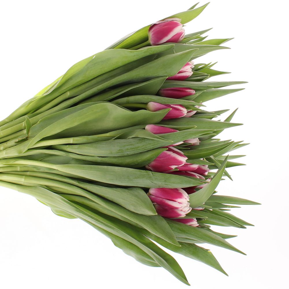 Tulpe lila/weiss Picardy 28 Gramm