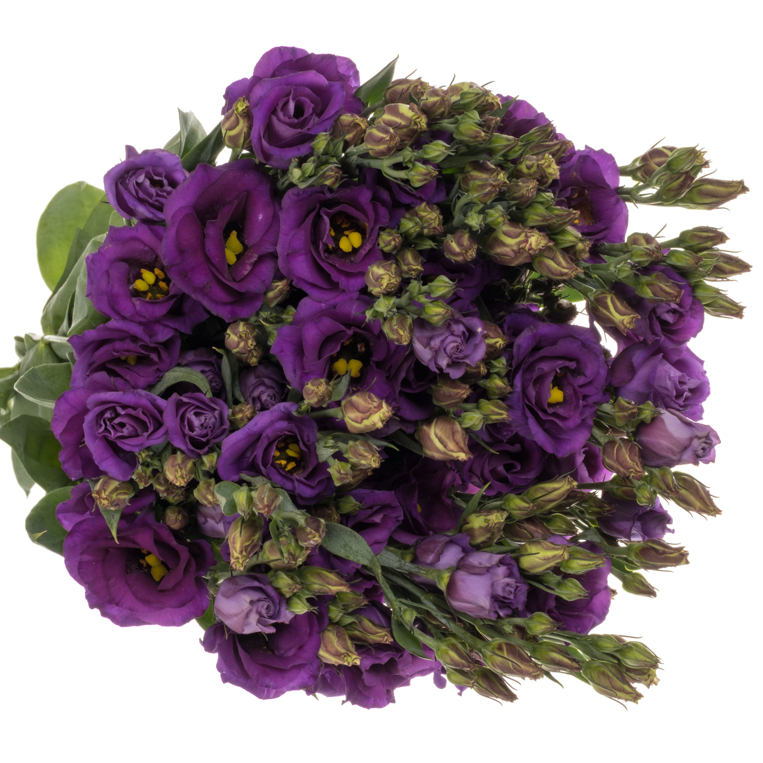 Lisianthus lila rosita violet Waalzicht 5+Blüte 70cm