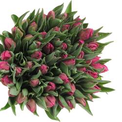 Tulpe pink Parrot 36 Gramm