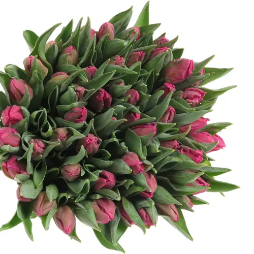 Tulpe pink Parrot 36 Gramm