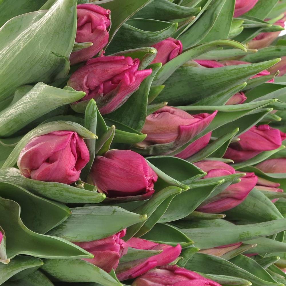 Tulpe pink Parrot 36 Gramm