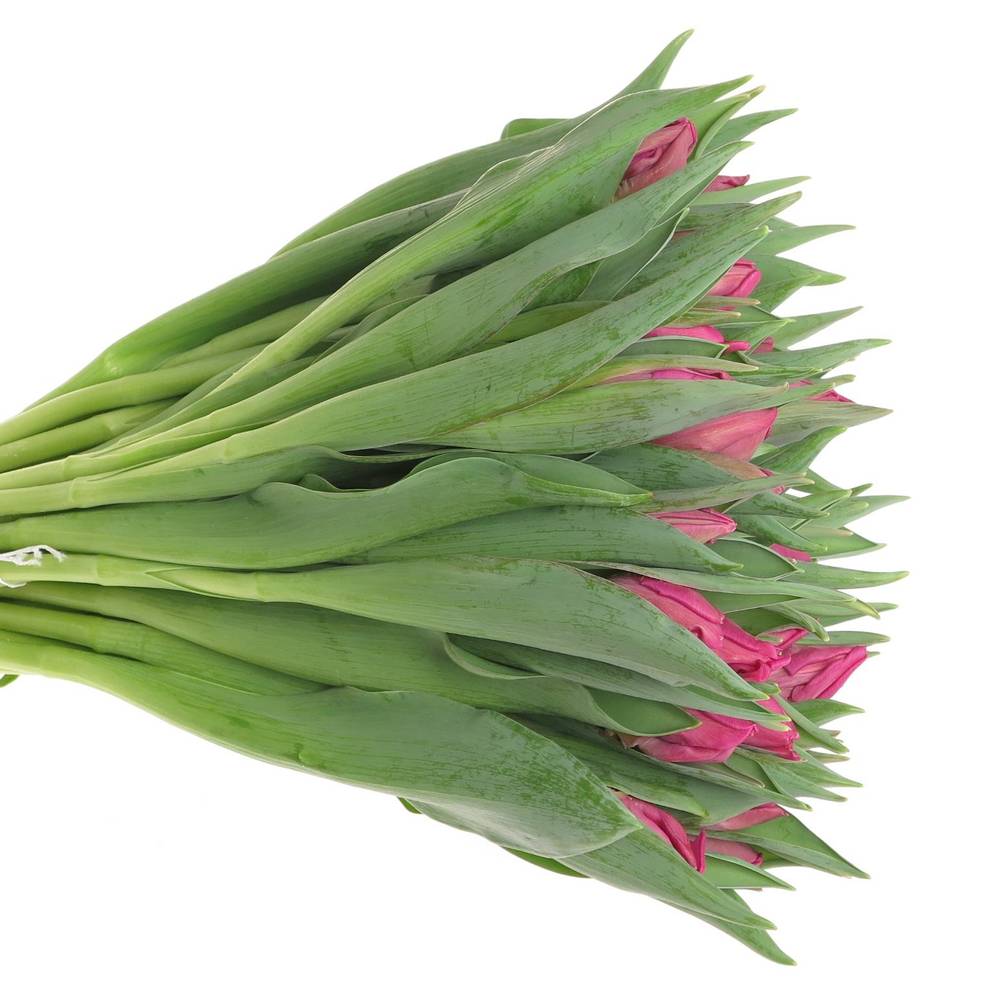 Tulpe pink Parrot 36 Gramm