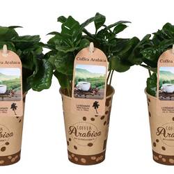 Coffea Arabica im Becher T06 H017
