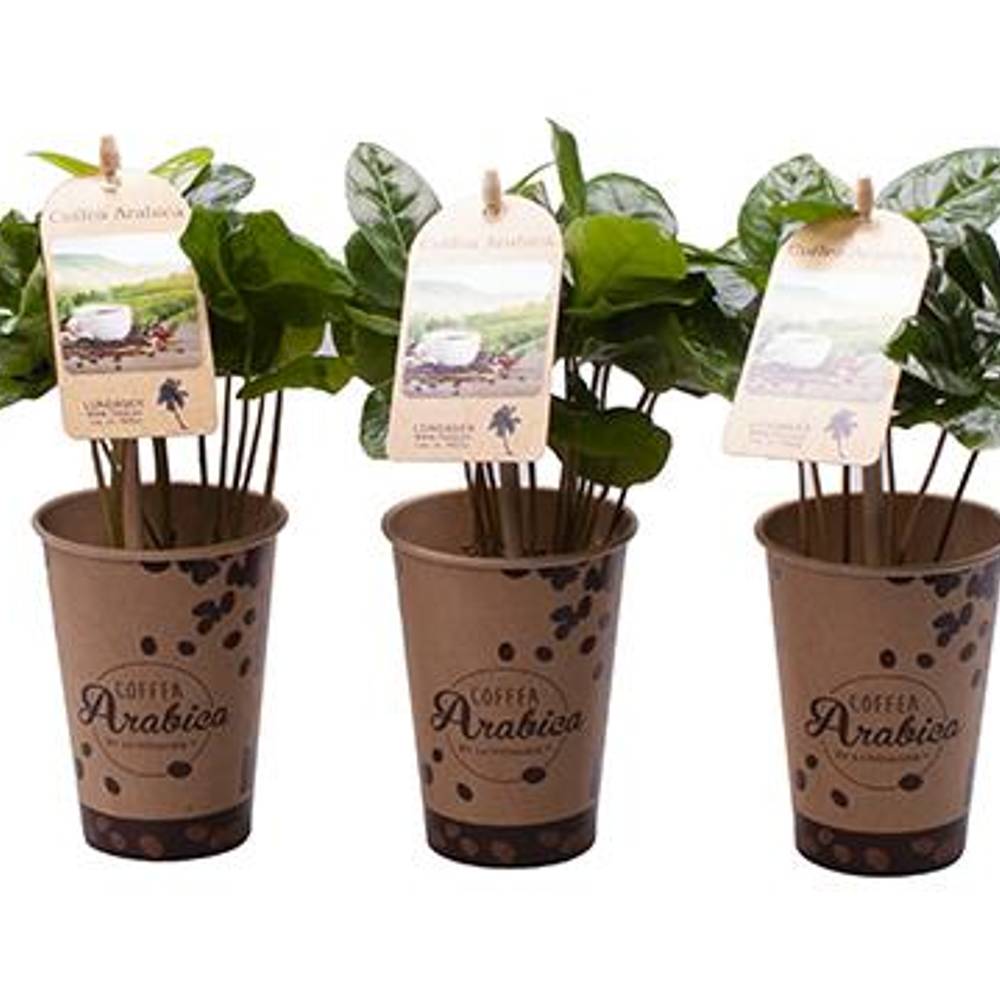 Coffea Arabica im Becher T06 H017