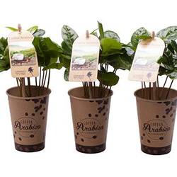 Coffea Arabica im Becher T06 H017
