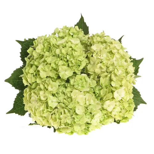 Hortensie grün Verena classic Bol 18cm 80cm