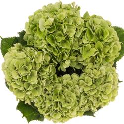 Hortensie hell grün Verena classic Bol 22cm 80cm