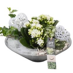 Kal.Arr PTVMG4973 T26 H022