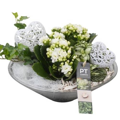 Kal.Arr PTVMG4973 T26 H022