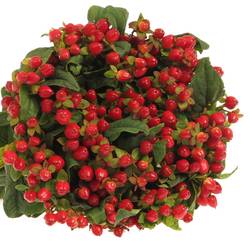 Hypericum rot Triumph Weihnachtsangebot 60cm