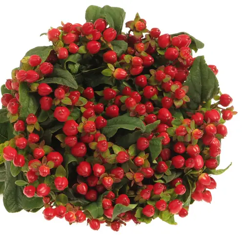 Hypericum rot Triumph Weihnachtsangebot 60cm