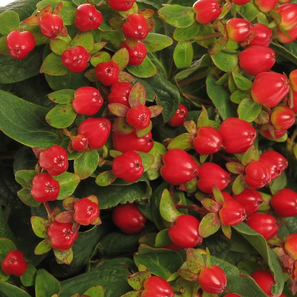 Hypericum rot Triumph Weihnachtsangebot 60cm