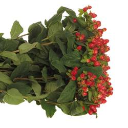 Hypericum rot Triumph Weihnachtsangebot 60cm