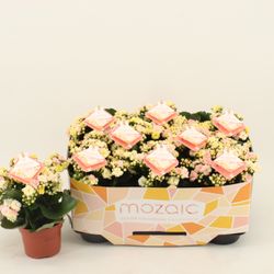 Kal.Gef. Mozaiek T10,5 H025
