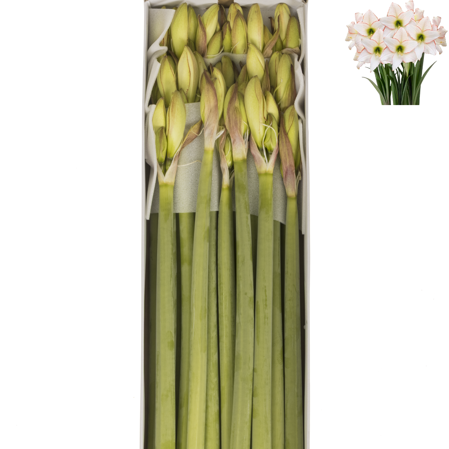 Amaryllis Krt.creme-rot Picotee x 18