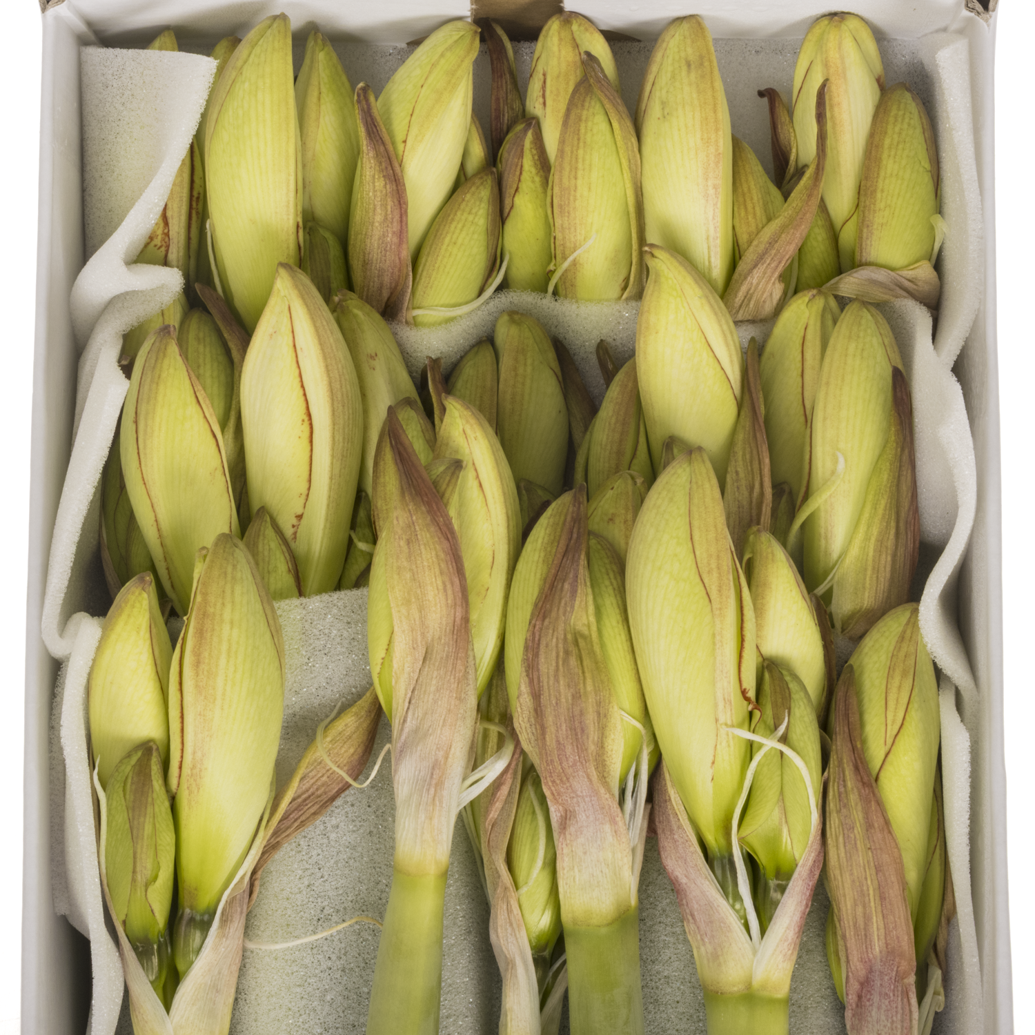 Amaryllis Krt.creme-rot Picotee x 18