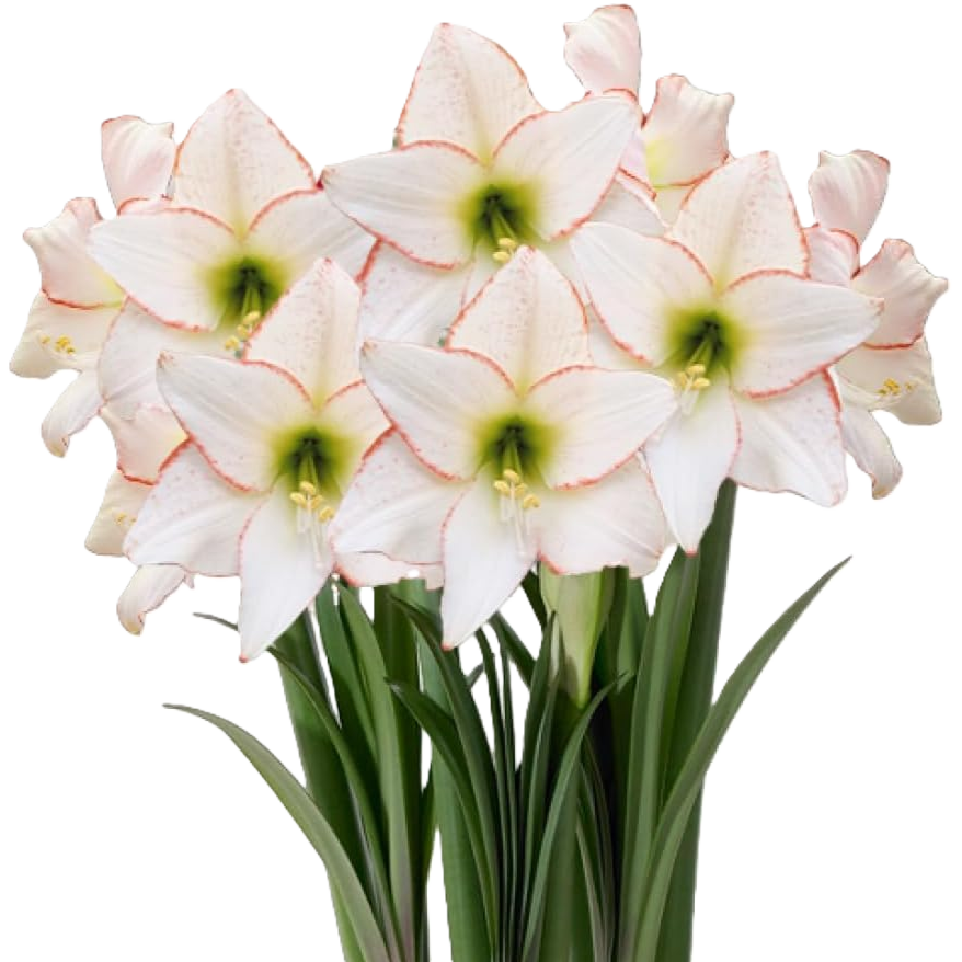 Amaryllis Krt.creme-rot Picotee x 18