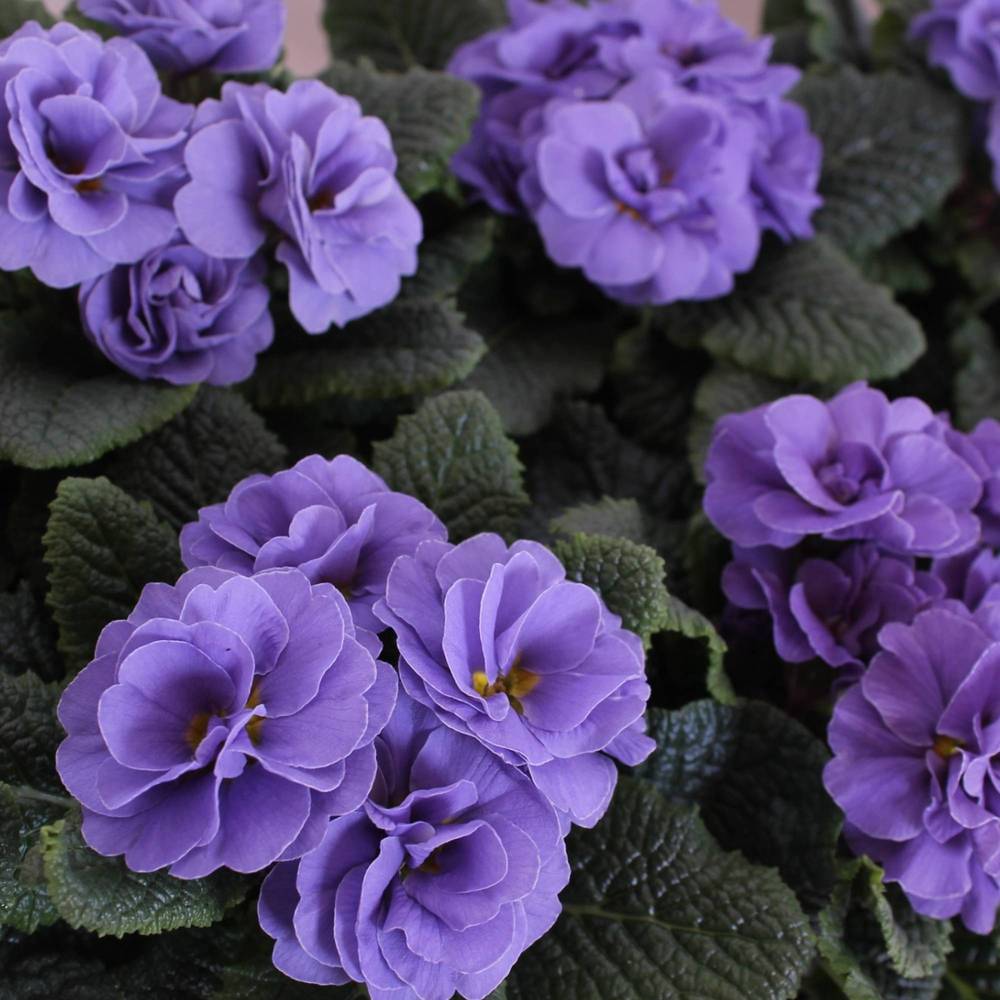 Primula Acaulis Gef. milka SkyBlue T11 H015