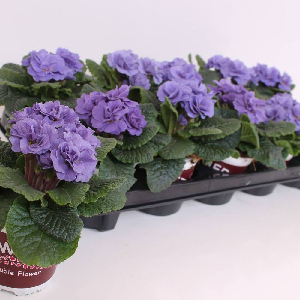 Primula Acaulis Gef. milka SkyBlue T11 H015