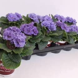 Primula Acaulis Gef. milka SkyBlue T11 H015