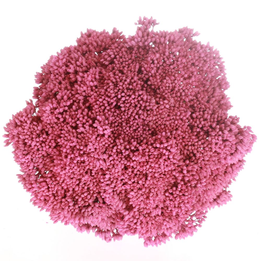 Solidago cerise gefärbt 60cm