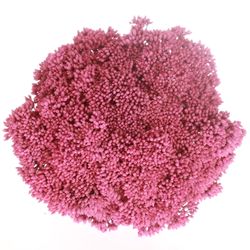 Solidago cerise gefärbt 60cm