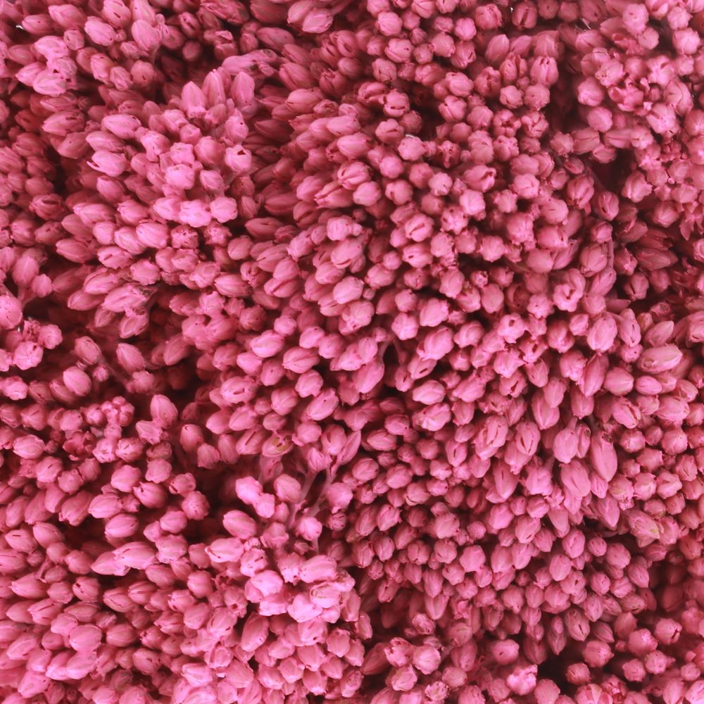 Solidago cerise gefärbt 60cm