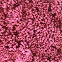 Solidago cerise gefärbt 60cm