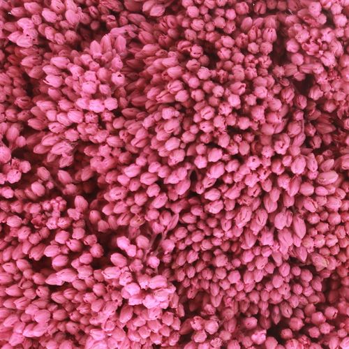 Solidago cerise gefärbt 60cm