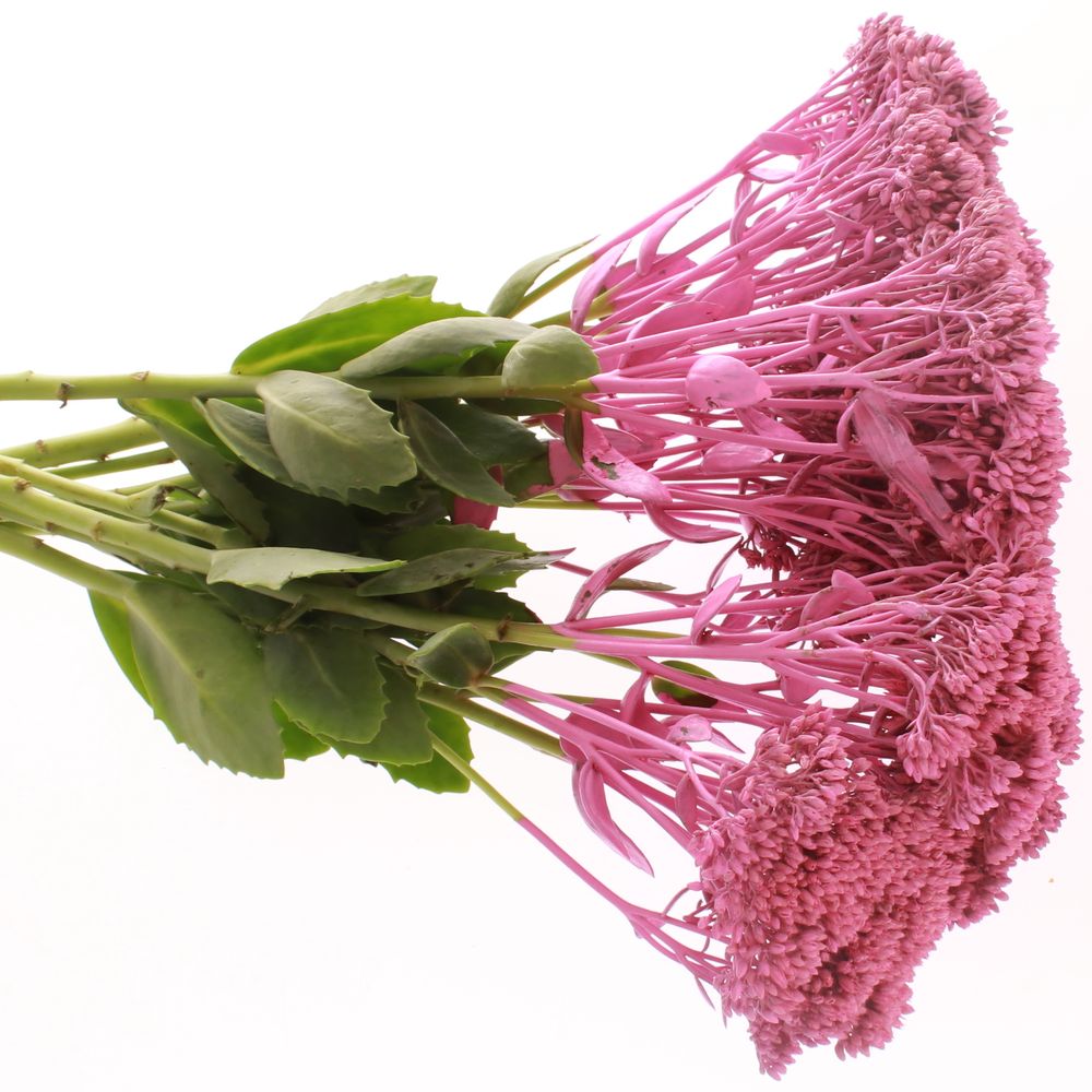 Solidago cerise gefärbt 60cm