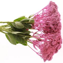 Solidago cerise gefärbt 60cm