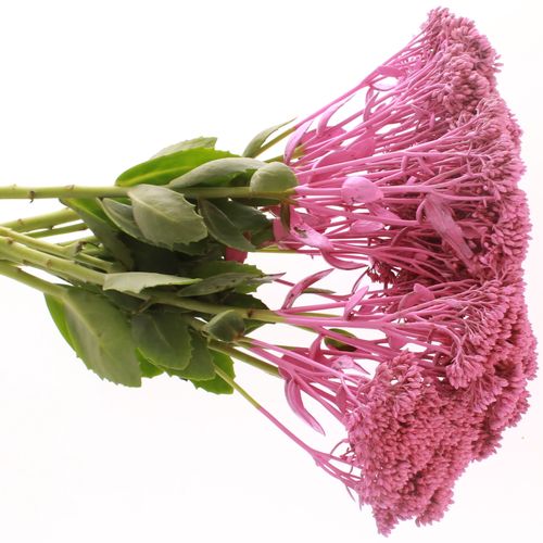 Solidago cerise gefärbt 60cm