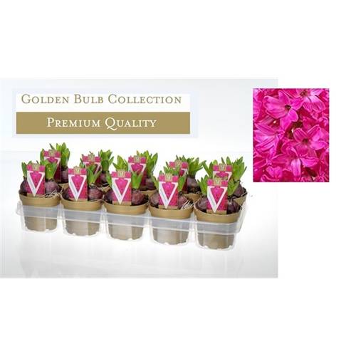 Hyazinthe 3er rot Jan Bos T13 H015