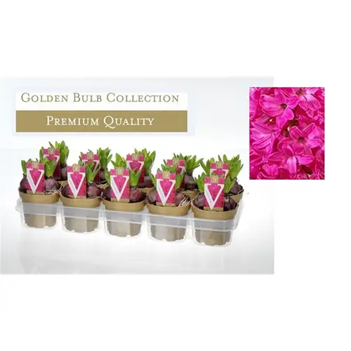 Hyazinthe 3er rot Jan Bos T13 H015