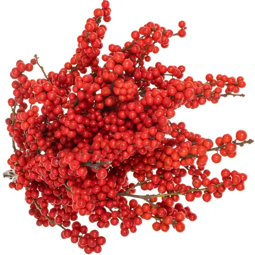 Ilex rot extra oosterwijk 40cm