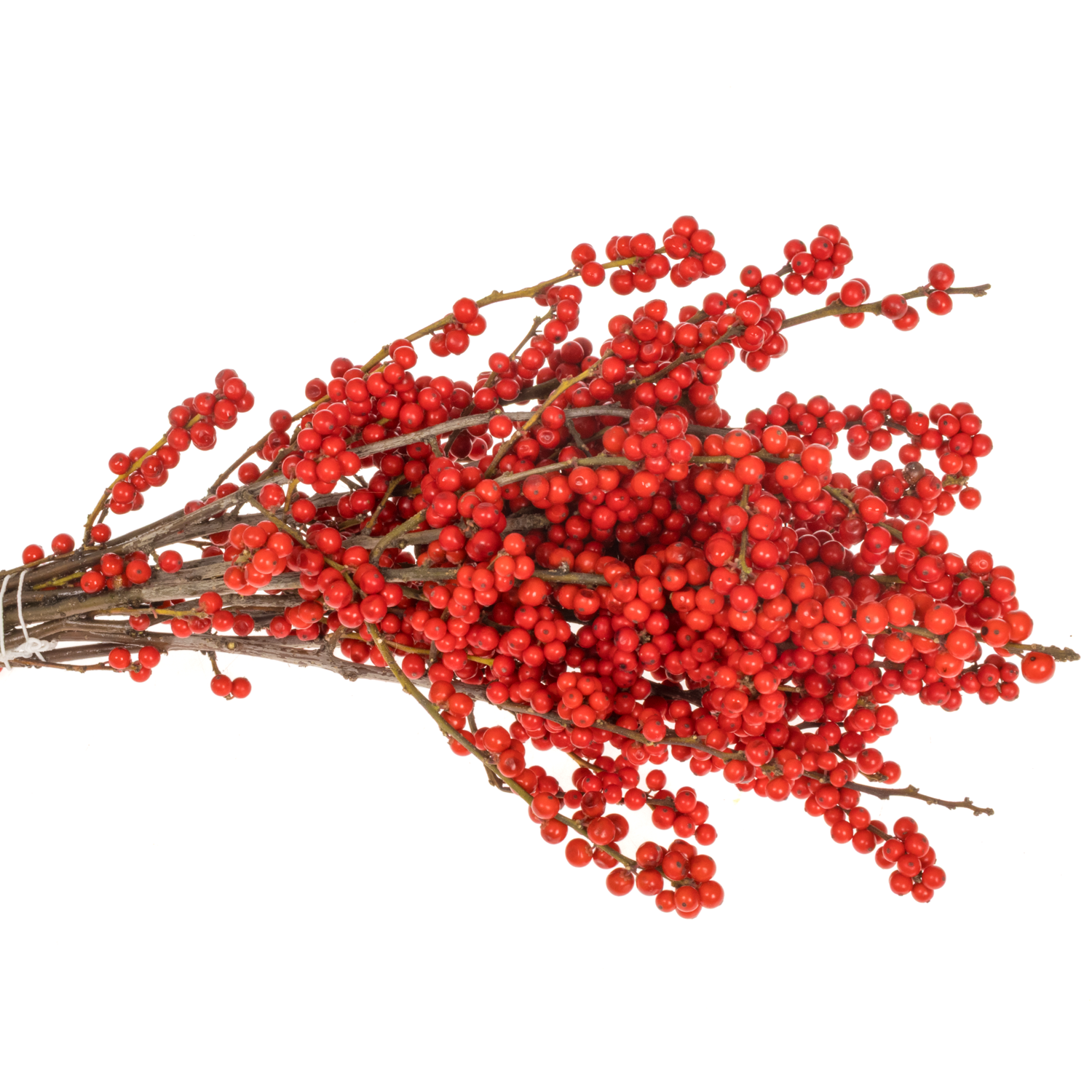 Ilex rot extra oosterwijk 40cm